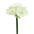 Floristik21 Amaryllis künstlich 60cm weiß