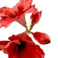 Floristik21 Amaryllis künstlich Groß rot 96,5cm