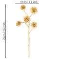 Künstlicher Zweig Amberfrucht Gold 26cm 6er Bund Kunststoff Innenbereich | Floristik21.de