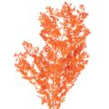Floristik21 Trockenblumen Asparagus-Zweig gefärbt orange 65cm 80g Innenbereich