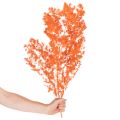 Trockenblumen Asparagus-Zweig gefärbt orange 65cm 80g Innenbereich | Floristik21.de