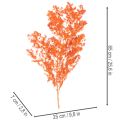 Trockenblumen Asparagus-Zweig gefärbt orange 65cm 80g Innenbereich | Floristik21.de