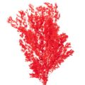 Floristik21 Getrockneter Asparagus Bund 65cm 80g Rot für floristische Arrangements