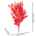 Getrockneter Asparagus Bund 65cm 80g Rot für floristische Arrangements | Floristik21.de