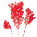 Getrockneter Asparagus Bund 65cm 80g Rot für floristische Arrangements | Floristik21.de