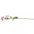 Floristik21 Große Sterndolde, künstliche Astrania, Seidenblume Weiß, Pink L61cm