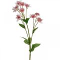 Floristik21 Große Sterndolde, künstliche Astrania, Seidenblume Weiß, Pink L61cm