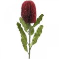 Floristik21 Kunstblume Banksia Rot Burgund Künstliche Exoten 64cm