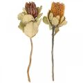 Floristik21 Banksia coccinea Trockenblumen Natur 10St