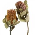 Floristik21 Banksia coccinea Trockenblumen Natur 10St