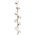 Floristik21 Künstlicher Baumwollzweig mit 8 echten Blüten 78 cm Braun-Weiß für Innenbereich