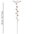 Künstlicher Baumwollzweig mit 8 echten Blüten 78 cm Braun-Weiß für Innenbereich | Floristik21.de