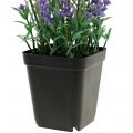 Floristik21 Lavendel im Topf künstlich H25cm