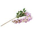 Floristik21 Blauregen Wisteria L104cm