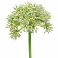 Floristik21 Allium künstlich Weiß 55cm