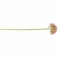 Floristik21 Allium künstlich Rosa 55cm