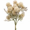 Floristik21 Kunstpflanzen Distel Creme Drylook Kugeldistel 33cm 3St