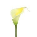 Floristik21 Künstliche Calla Gelb 57cm 12St