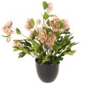 Floristik21 Helleborus künstliche Topfpflanze 50cm rosa-grün für Dekoration