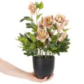 Helleborus künstliche Topfpflanze 50cm rosa-grün für Dekoration | Floristik21.de