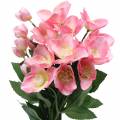 Floristik21 Blumenstrauß Christrosen Rosa 29cm 4St