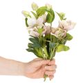 Christrose künstliche Blumen aus Seidenstoff, 30 cm, 4 Stiele, rosa und grün | Floristik21.de