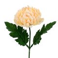 Floristik21 Chrysantheme Pfirsich künstlich Ø7cm L18cm