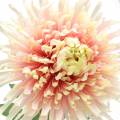 Floristik21 Chrysantheme Blütenzweig Rosa künstlich 64cm