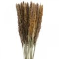 Floristik21 Trockengräser Pampasgras Natur Bund 80cm 100g