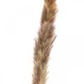 Trockengräser Pampasgras Natur Bund 80cm 100g | Floristik21.de