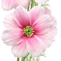 Floristik21 Cosmea künstlich Pink 77cm 3St