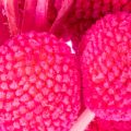 Craspedia Trockenblumen-Bund 55 cm Pink 20 Stiele | Floristik21.de