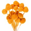 Floristik21 Craspedia Trockenblumenstrauß 55 cm Orange 20 Stiele