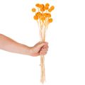 Craspedia Trockenblumenstrauß 55 cm Orange 20 Stiele | Floristik21.de
