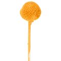 Craspedia Trockenblumenstrauß 55 cm Orange 20 Stiele | Floristik21.de