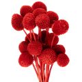 Floristik21 Trockenblumen Craspedia Rot, 55 cm, 20 Stiele, gefärbt