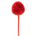 Trockenblumen Craspedia Rot,