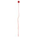 Trockenblumen Craspedia Rot,