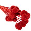 Trockenblumen Craspedia Rot,
