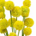Floristik21 Trommelschlägel Craspedia Gelb Künstliche Gartenblume Seidenblumen 15St