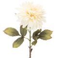 Floristik21 Künstliche Dahlienblume 68cm Cremeweiß für Innenraumdekoration