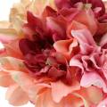 Floristik21 Dahlie Bund Blumenstrauß 28cm rosa, creme 6St