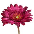 Floristik21 Deko-Gerbera Dunkelpink Ø10cm L53cm 6St