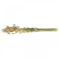 Lagurus getrocknet, Trockenblumen Lagurus, Lagurus Gras Natur L30–70cm 45g