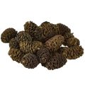 Floristik21 Deko Erlenzapfen Naturmaterial ca. 3-4cm 200g für Floristen