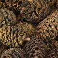 Deko Erlenzapfen Naturmaterial ca. 3-4cm 200g für Floristen | Floristik21.de