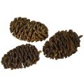 Deko Erlenzapfen Naturmaterial ca. 3-4cm 200g für Floristen | Floristik21.de