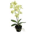 Floristik21 Mini Orchidee Hellgrün mit Erdball 30cm