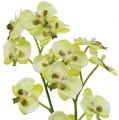 Floristik21 Mini Orchidee Hellgrün mit Erdball 30cm