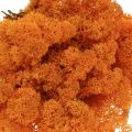 Floristik21 Deko Moos Orange Echtes Moos zum Basteln Getrocknet, gefärbt 500g
